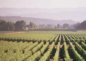 Napa Valley vineyards and winery